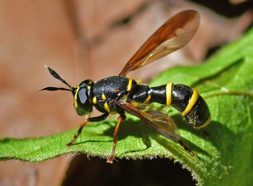 Réf. 358 666 : Sphiximorpha subsessilis
